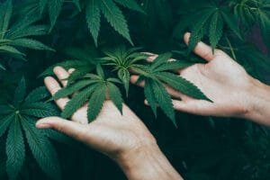 CBD plante cannabis